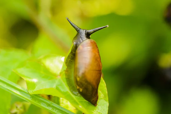 기어가는 식물의 달팽이 — 스톡 사진