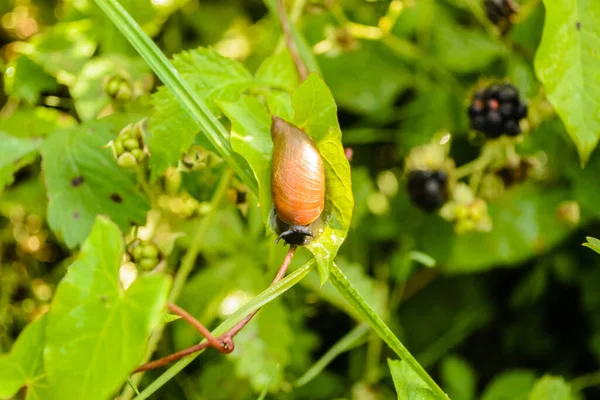 Een Individu Van Het Woud Slak Het Blad Van Een — Stockfoto