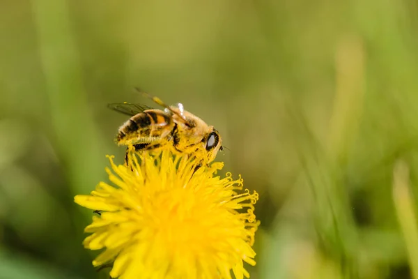 Pszczoła Zbiera Nektar Żółtym Kwiatku Mniszka Lekarskiego — Zdjęcie stockowe