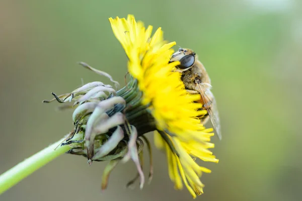 Abelha Coleta Néctar Flor Dente Leão Amarela — Fotografia de Stock