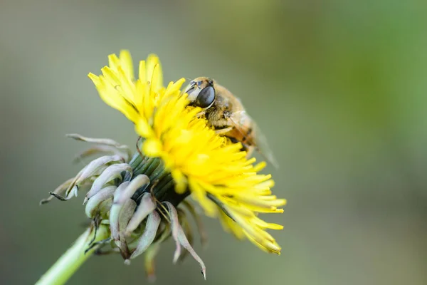 Bee Collects Nectar Yellow Dandelion Flower — Stock Photo, Image