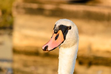 Yakın plan, beyaz bir kuğunun başı.