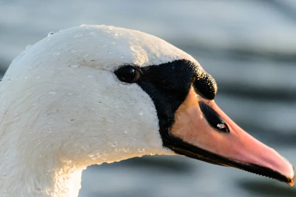 Primo Piano Testa Cigno Bianco — Foto Stock