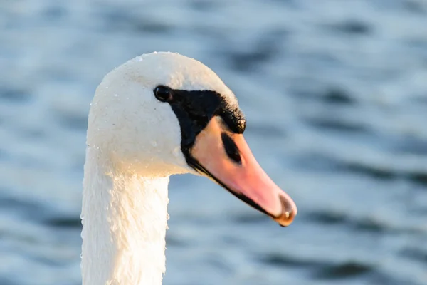 Close Head White Swan — Stock Photo, Image