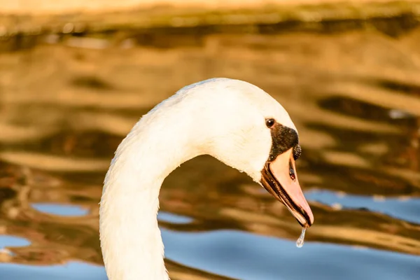 Primo Piano Testa Cigno Bianco — Foto Stock