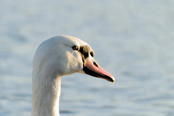 Primo Piano Testa Cigno Bianco — Foto Stock