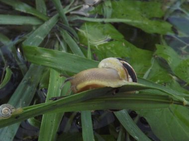 Genç bir salyangoz çimlerin üzerinde.