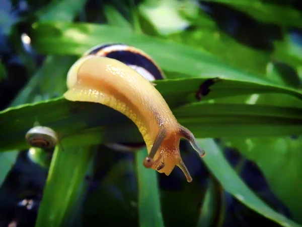 一只年轻的蜗牛在草茎上 — 图库照片
