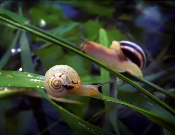 Young Snails Stalk Grass — Stock Photo, Image