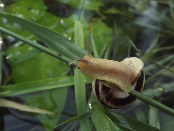 Jeune Escargot Sur Une Tige Herbe — Photo