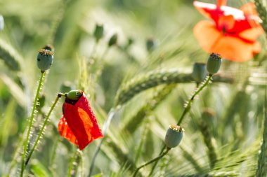 Buğdaydaki gelincikler