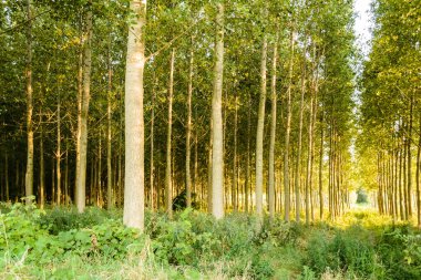 Sırbistan 'ın Novi Sad kenti yakınlarındaki Petrovaradin' de Tuna Nehri kıyısında genç bir kavak ağacı ormanı.