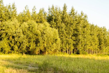 Sırbistan 'ın Novi Sad kenti yakınlarındaki Petrovaradin' de Tuna Nehri kıyısında genç bir kavak ağacı ormanı.