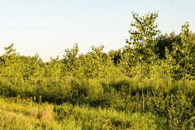Sırbistan 'ın Novi Sad kenti yakınlarındaki Petrovaradin' de Tuna Nehri kıyısında genç bir kavak ağacı ormanı.