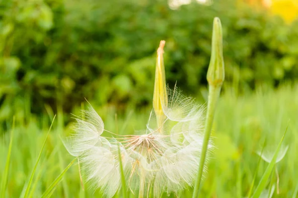 Seed Coming Away Dandelion — Stock Photo, Image