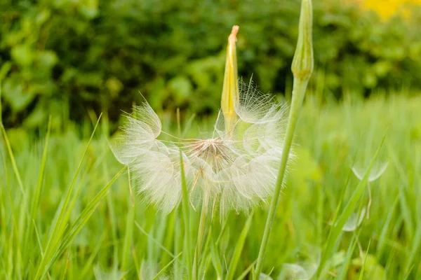 Samen Kommt Vom Löwenzahn — Stockfoto