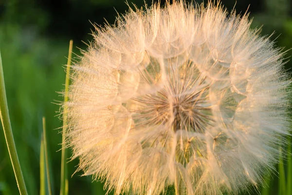 Sonnige Weiße Löwenzahnblüte Auf Einer Grünen Rasenfläche — Stockfoto