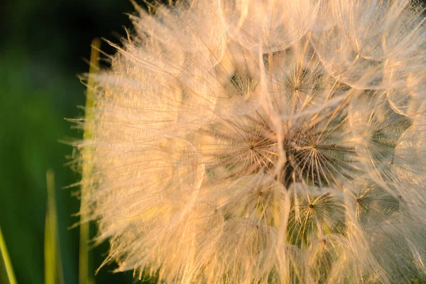 Sonnige Weiße Löwenzahnblüte Auf Einer Grünen Rasenfläche — Stockfoto