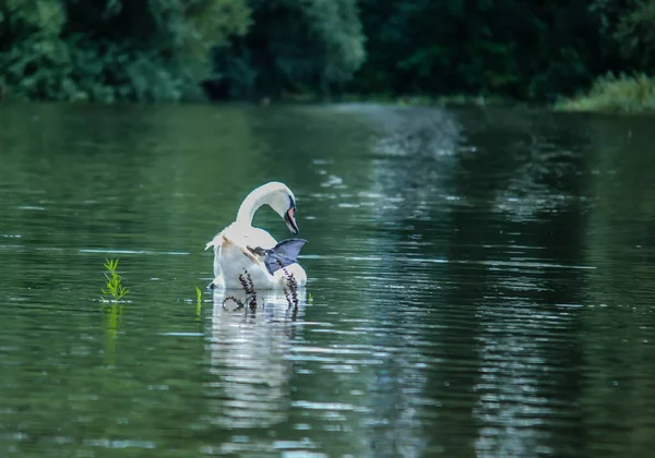 Лебеді Плавають Воді Дубовій Притоці — стокове фото