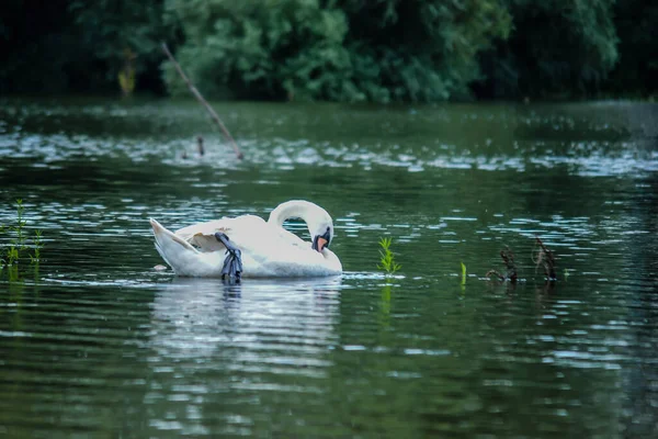 Swan Swims Water Danube Tributary —  Fotos de Stock