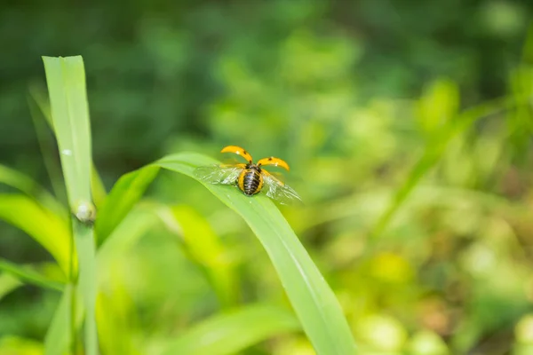 Yellow Ladybug Green Leaf Grass — 스톡 사진