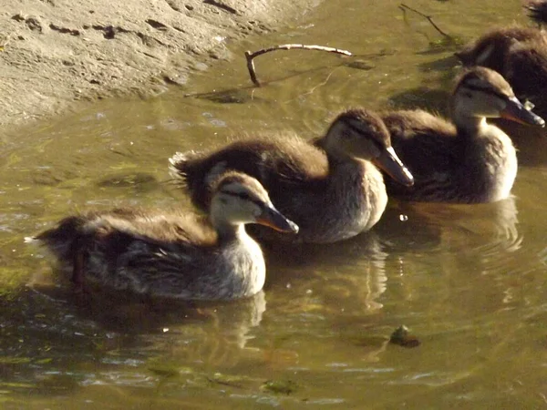 池の暖かい水の中に若い野生のアヒル — ストック写真