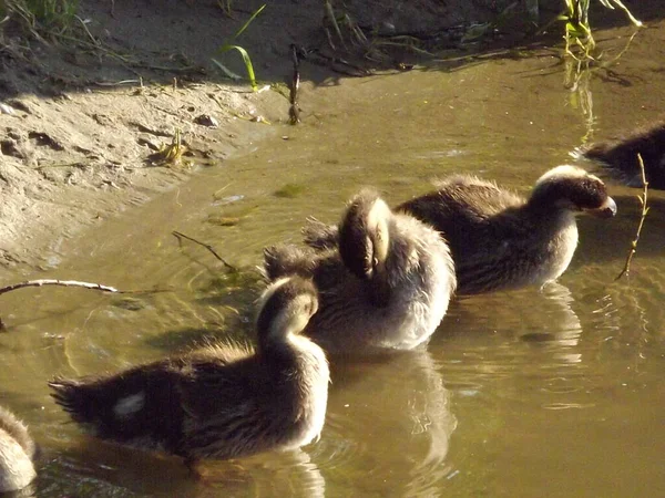 Patos Salvajes Jóvenes Agua Tibia Del Estanque — Foto de Stock