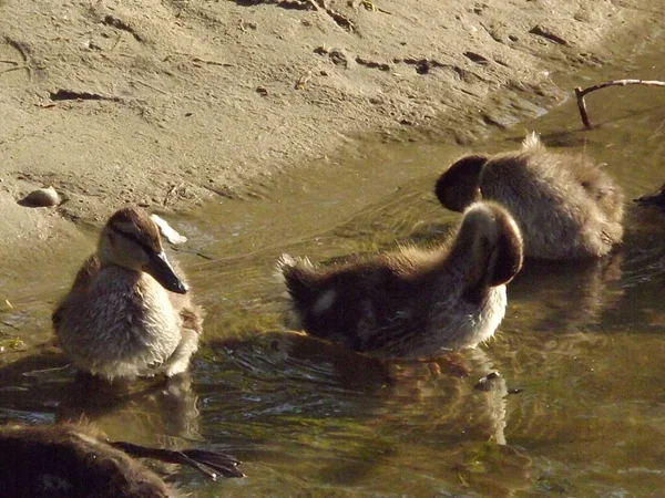 Young wild ducks in the warm water of the pond.