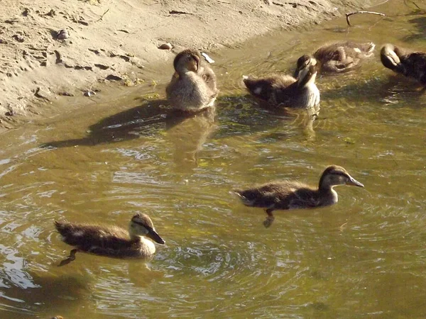 Patos Salvajes Jóvenes Agua Tibia Del Estanque — Foto de Stock