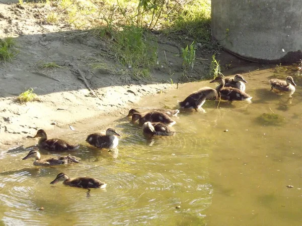 Jeunes Canards Sauvages Dans Eau Chaude Étang — Photo