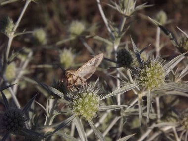 Çayırdaki güve. Eryngium kampı.