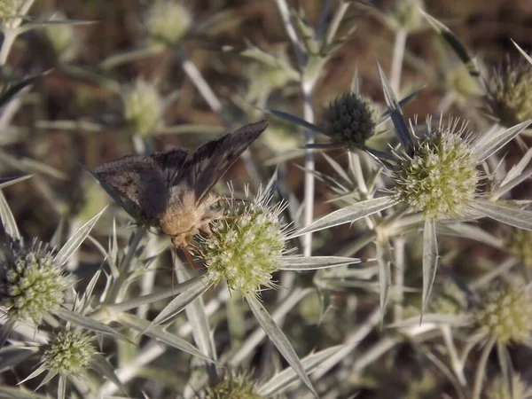 Moth Łące Roślin Eryngium Campestre — Zdjęcie stockowe