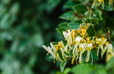 Sarı-beyaz çiçekler Lonicera (Lonicera - Hanımeli) uzun ömürlü sürünen bir bitkidir..