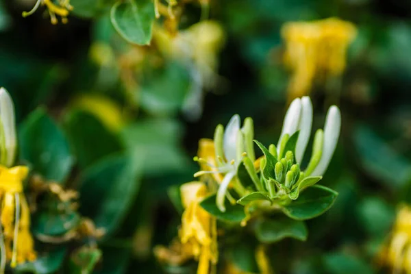 Geelwitte Bloemen Lonicera Lonicera Honeysuckle Een Meerjarige Kruipende Plant — Stockfoto