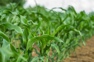 Genç saplı mısır tarlası, Novi Sad, Sırbistan