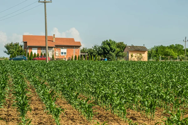 줄기가 옥수수 세르비아의 노비사드 — 스톡 사진