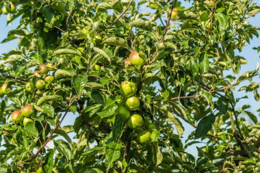 Ağacın üstünde sulu olgun elma meyvesi.