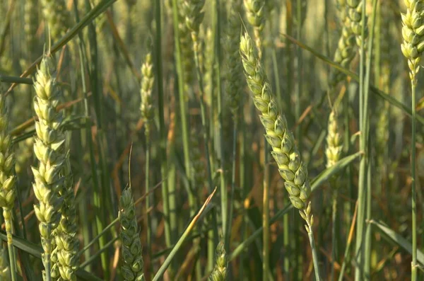 Fase Floración Las Plantas Trigo Cultivadas Campo Agrícola —  Fotos de Stock