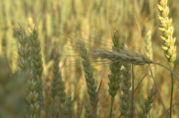 Fase Floración Las Plantas Trigo Cultivadas Campo Agrícola —  Fotos de Stock