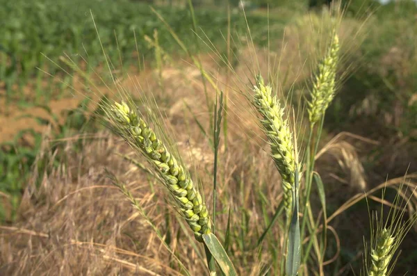 Flowering Phase Wheat Plants Cultivated Farm Field — Stock Photo, Image