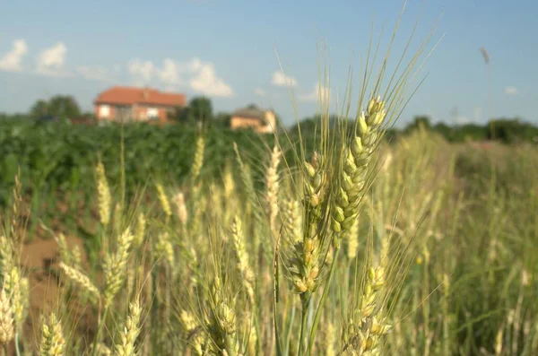 Blommande Fas Xter Vete Odlas Farm Field — Stockfoto