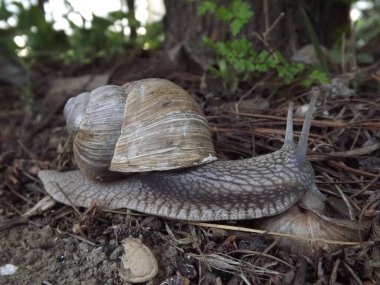 Üzüm bağı salyangozu doğal ortamında