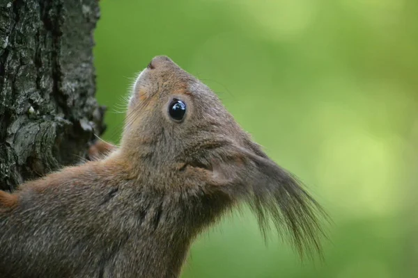 Retrato Una Ardilla Tronco Árbol — Foto de Stock