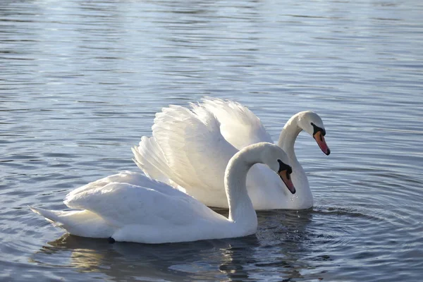 Swan Tributary Danube Winter — Stock Photo, Image