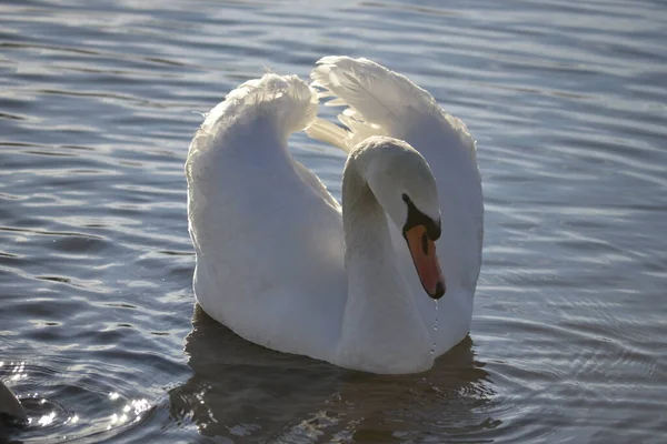 Swan Tributary Danube Winter — Stock Photo, Image