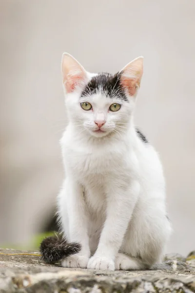 Genç Siyah Beyaz Bir Kedinin Portresi — Stok fotoğraf