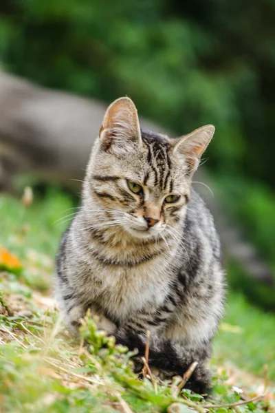 Junge Graue Katze Gras — Stockfoto