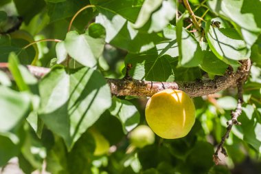 Kayısı meyveleri sabah güneşiyle aydınlanır.