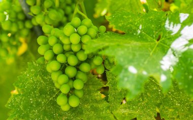 # Çiftlikteki bahar güneşiyle aydınlanan yeşil asma demetleri #.