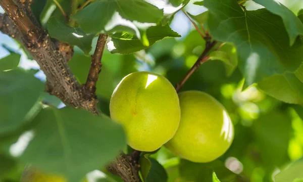 Aprikosenfrüchte Licht Der Morgensonne — Stockfoto